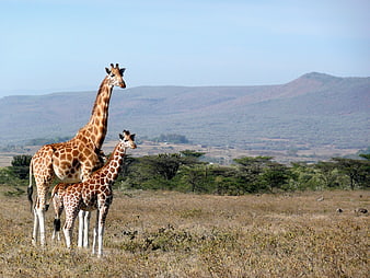 Adult and baby giraffe standing in African savanna landscape