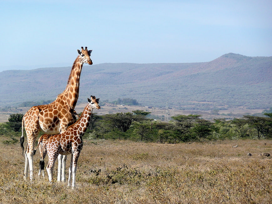 Adult and baby giraffe standing in African savanna landscape