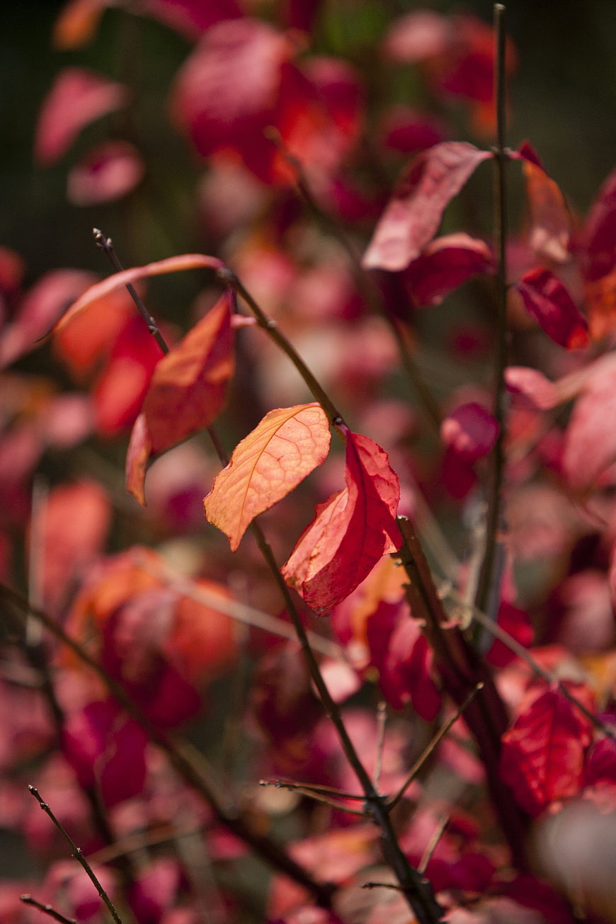 Close-up of vibrant red autumn leaves on a branch