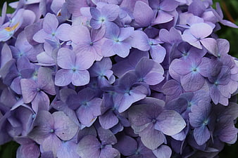 Close-up of purple hydrangea flowers with rain droplets