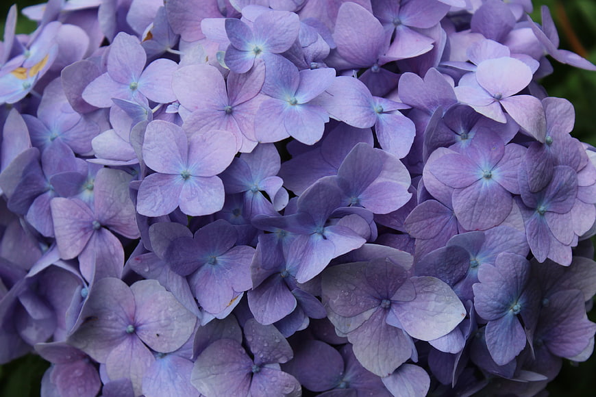 Close-up of purple hydrangea flowers with rain droplets