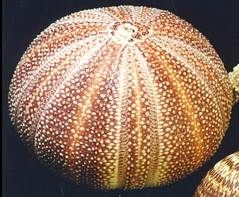Close-up of textured orange sea urchin shell on black background