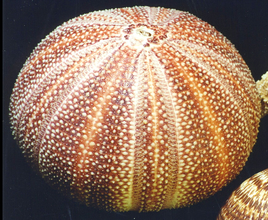 Close-up of textured orange sea urchin shell on black background