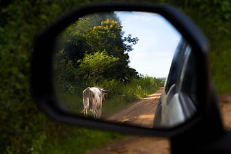 Cow walking on dirt road seen in car side mirror
