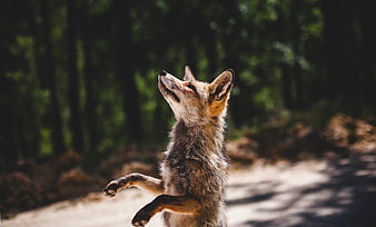 Red Fox Standing on Hind Legs in Forest Sunlight