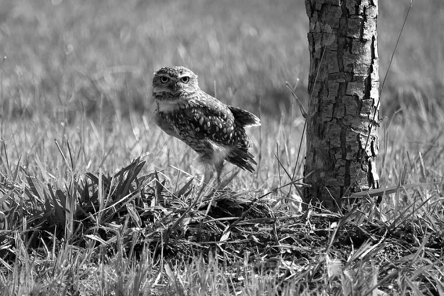 Burrowing Owl Standing in Grass Near Tree Trunk