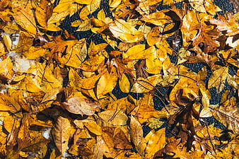 Top View of Wet Yellow Autumn Leaves on Dark Ground