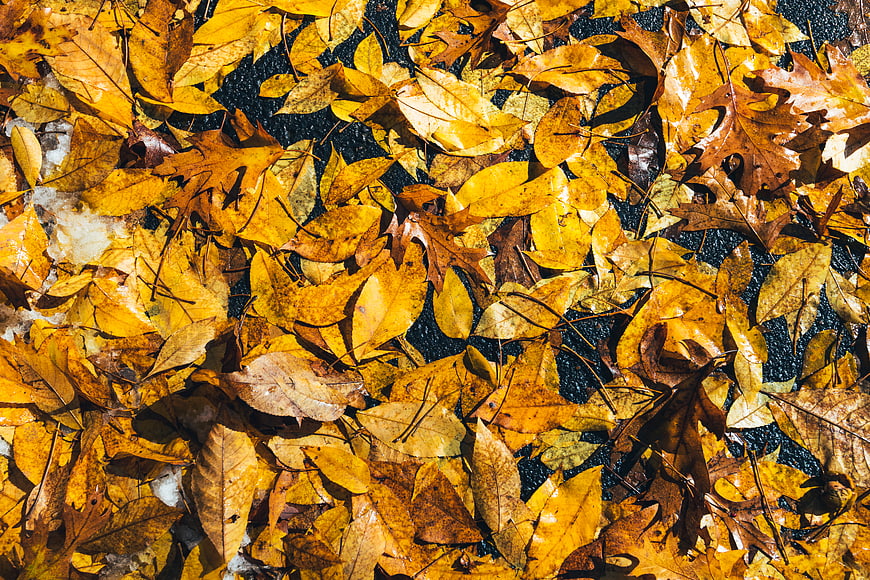 Top View of Wet Yellow Autumn Leaves on Dark Ground