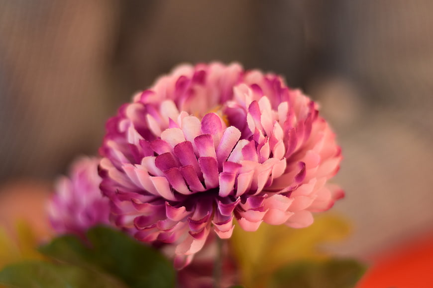 Close-up of pink and purple chrysanthemum flower