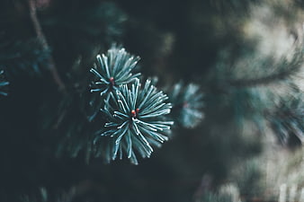 Close-up of frosty pine needles on a dark branch