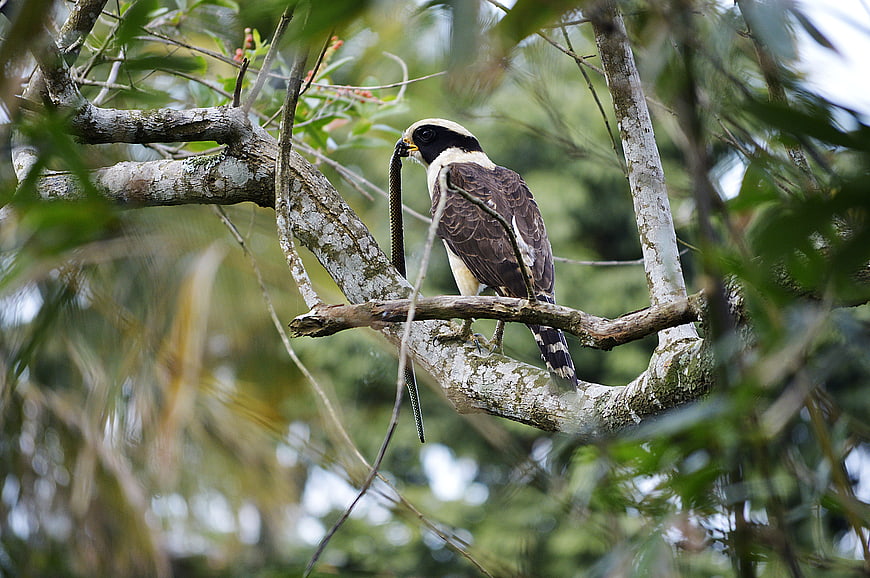 Wild bird of prey perched on tree branch holding snake