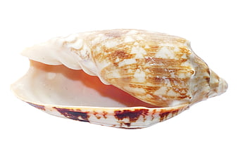 Detailed Close-Up of a Patterned Seashell on White Background