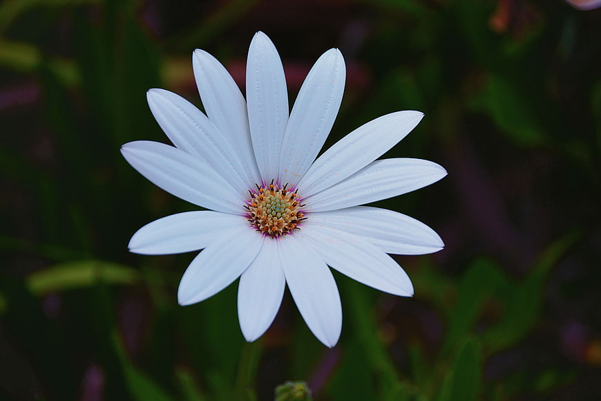 Close-up of a white Osteospermum flower with blurred green background
