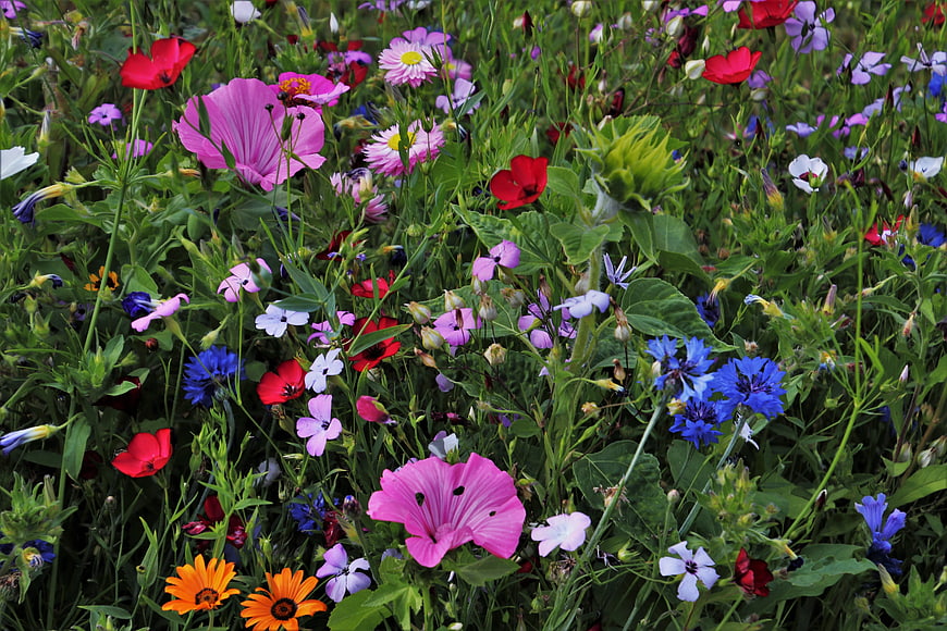 Colorful Wildflower Meadow with Poppies and Cornflowers