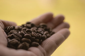 Close-up of roasted coffee beans held in open palm