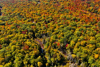 Aerial View of Vibrant Autumn Forest Canopy