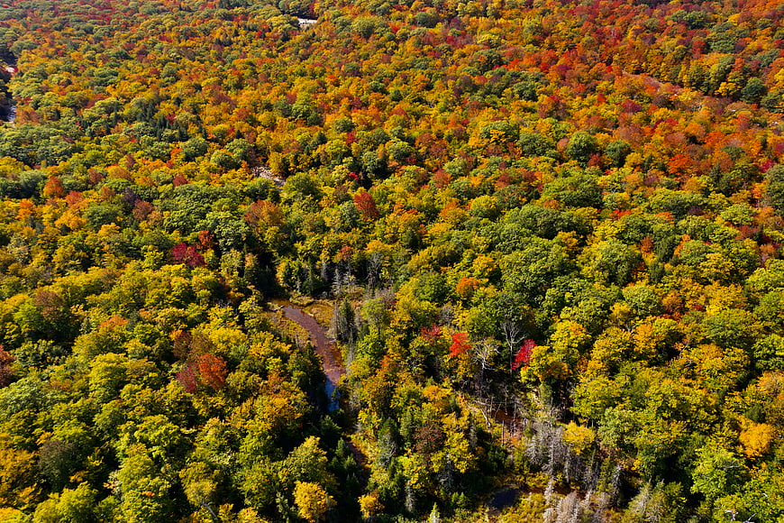 Aerial View of Vibrant Autumn Forest Canopy