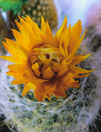 Close-up of vibrant yellow cactus flower with white spines