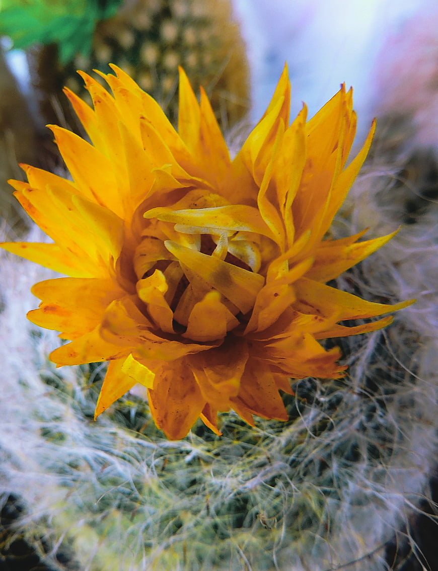 Close-up of vibrant yellow cactus flower with white spines