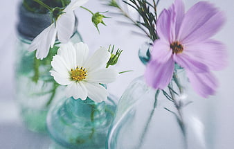 White and purple cosmos flowers in vintage glass vases