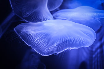 Glowing Blue Jellyfish Floating in Dark Ocean Water