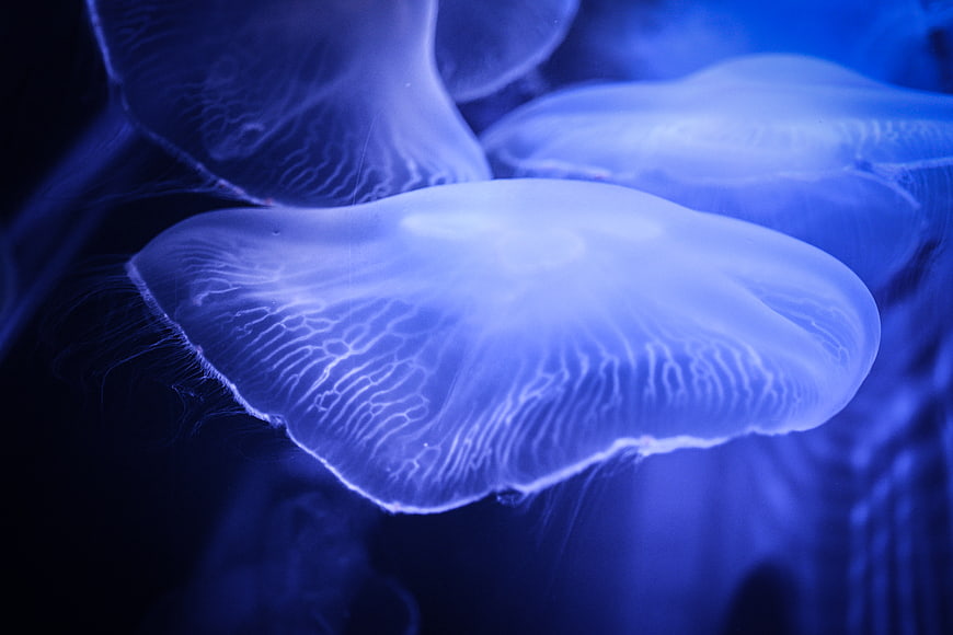 Glowing Blue Jellyfish Floating in Dark Ocean Water