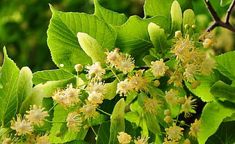 Close-up of blooming linden tree flowers and green leaves