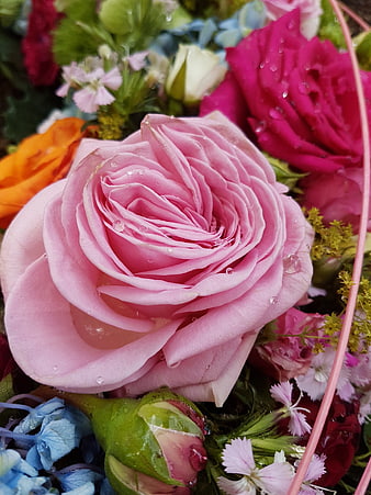 Close-up of pink rose with water droplets in floral bouquet