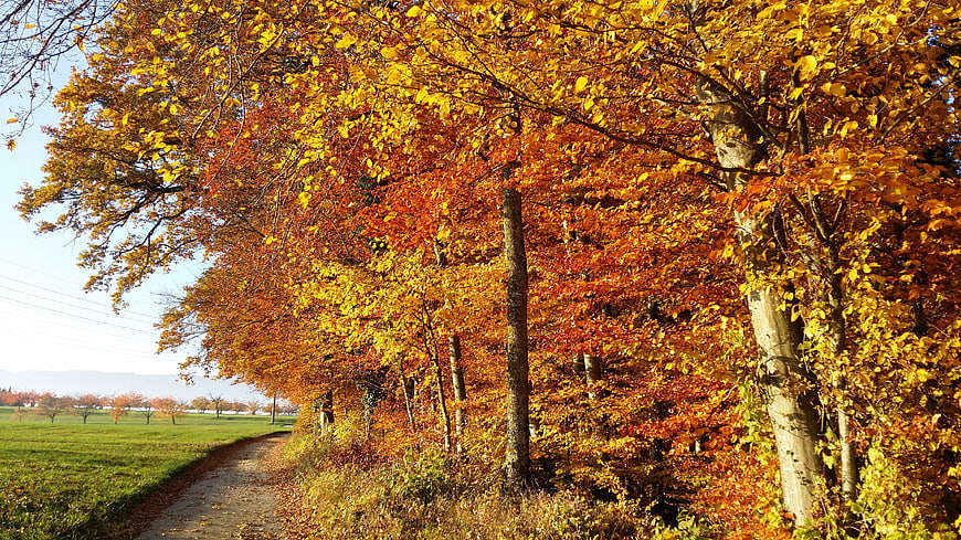 Vibrant Autumn Trees Lining a Rural Country Path