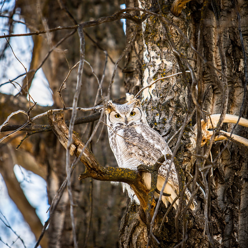 Great Horned Owl Perched On Tree Branch In Forest