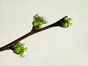 Close-up of spring branch with green buds and white flowers