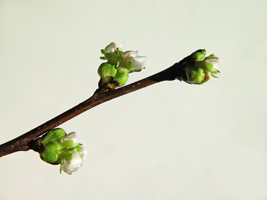 Close-up of spring branch with green buds and white flowers