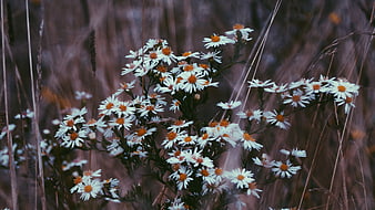 White Wildflowers in a Field of Dry Grass