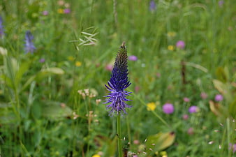 Vibrant purple wildflower in a lush green meadow