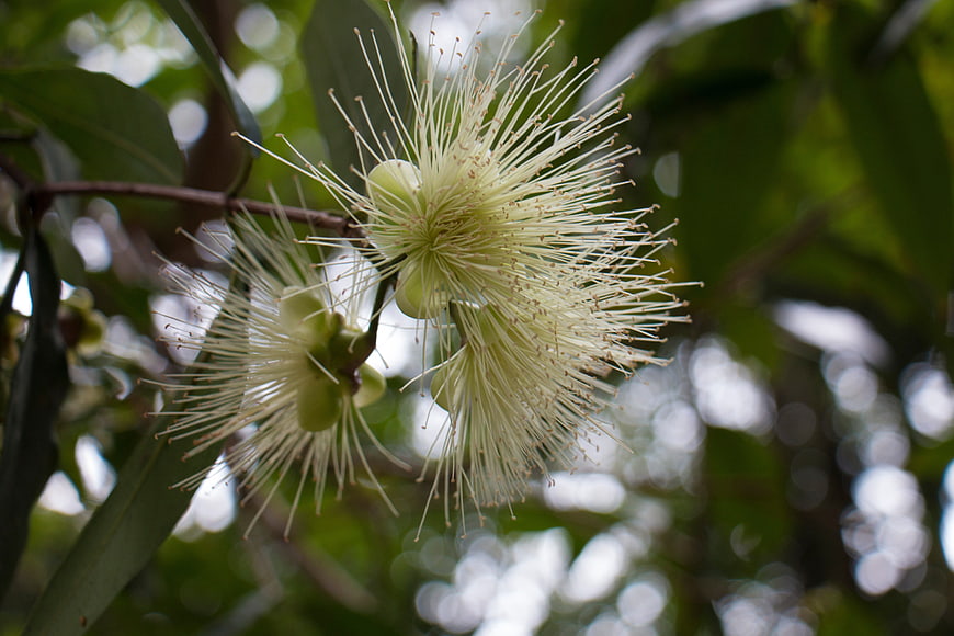 Close-up of white tropical flower with long stamens