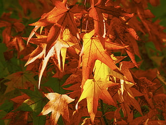 Vibrant Autumn Maple Leaves Backlit by Golden Sunlight