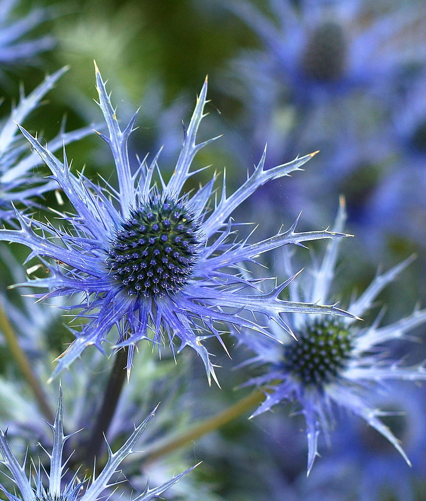 Close-up of Blue Alpine Sea Holly Flower with Spiky Thorns