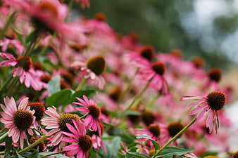 Pink Coneflowers Blooming in a Garden