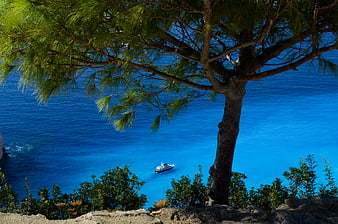 Lush pine tree framing vibrant blue sea with yacht