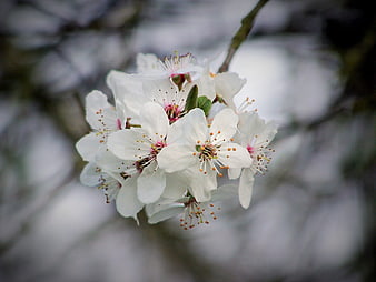 Close-up of white cherry blossoms on a branch