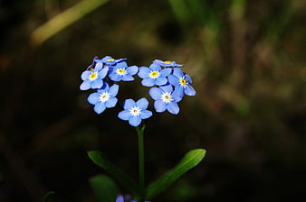 Blue Forget-Me-Not Flowers Forming A Heart Shape Against Dark Background