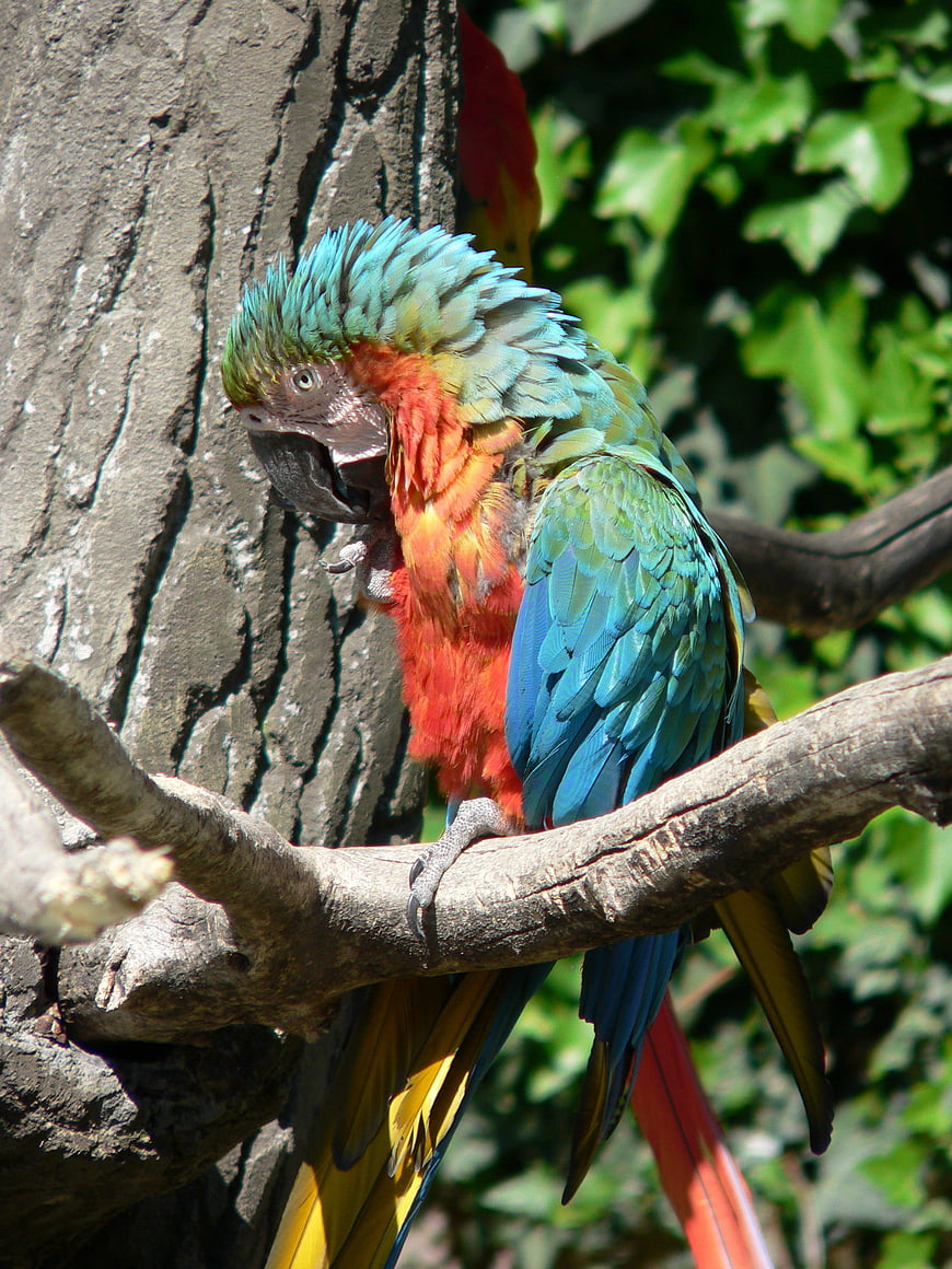 Colorful Macaw Parrot Perched on Tree Branch
