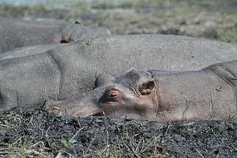 Resting Hippopotamus in Muddy Waterhole