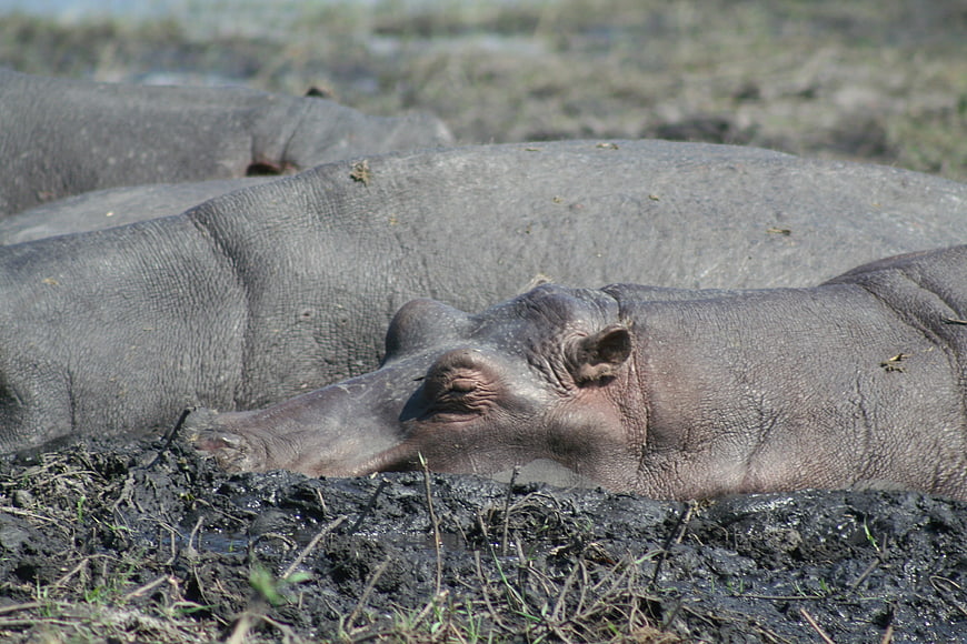 Resting Hippopotamus in Muddy Waterhole
