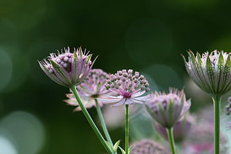 Close-up of delicate pink Astrantia flowers with green bokeh background
