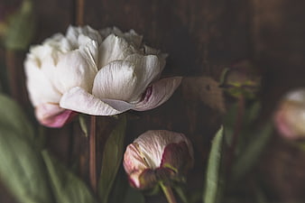 Close-up of white and pink peony flowers on rustic wood