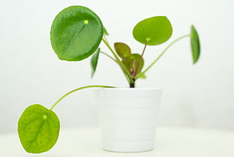 Pilea peperomioides plant in white pot on white background