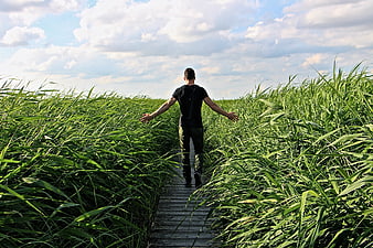 Man walking on wooden path through tall green reeds