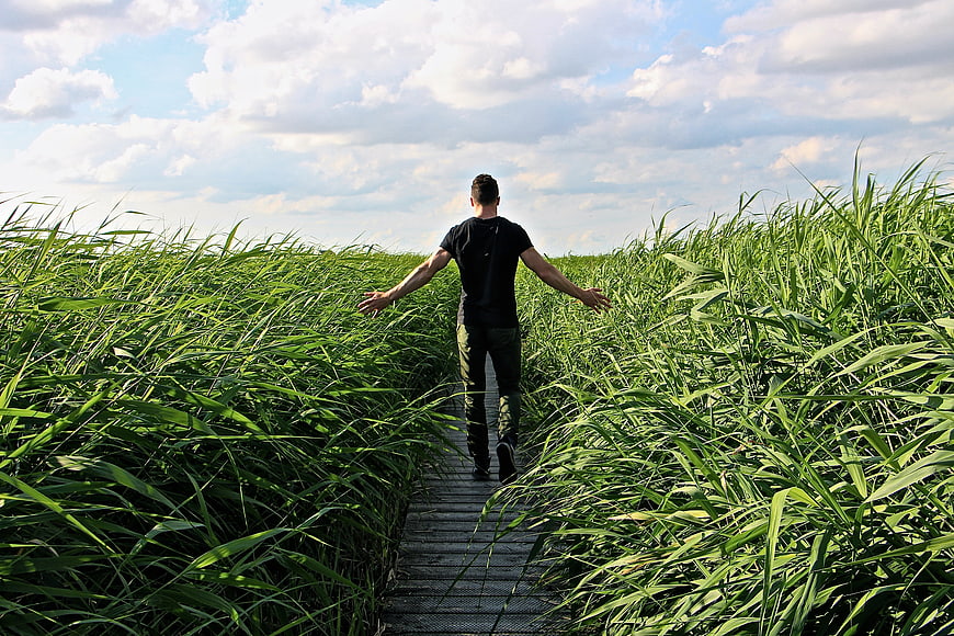 Man walking on wooden path through tall green reeds