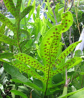 Close-up of Green Fern Frond with Brown Spore Dots
